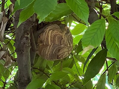 蜂の巣駆除