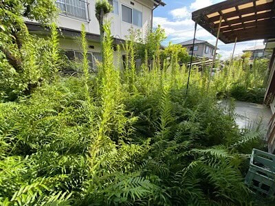 庭の草木がぼうぼう
