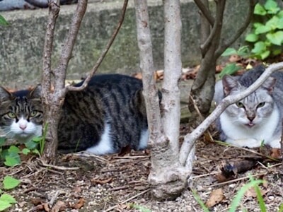 ノラ猫が空き家に住み着いています
